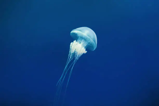 Jellyfish floating in water, vibrant orange, pink and blue colors.