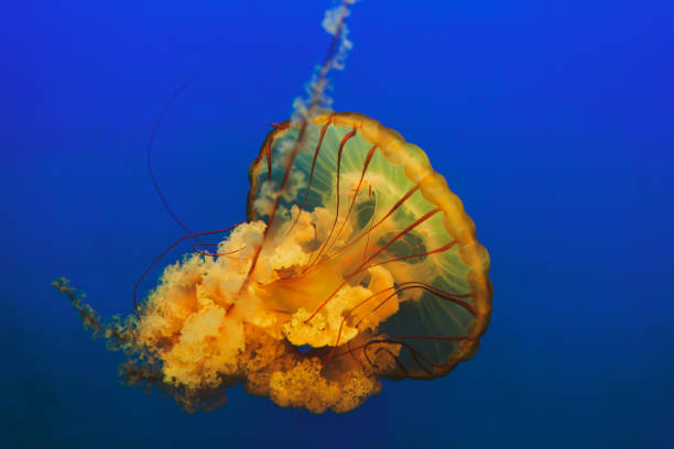 Jellyfish floating in water, vibrant orange, pink and blue colors.