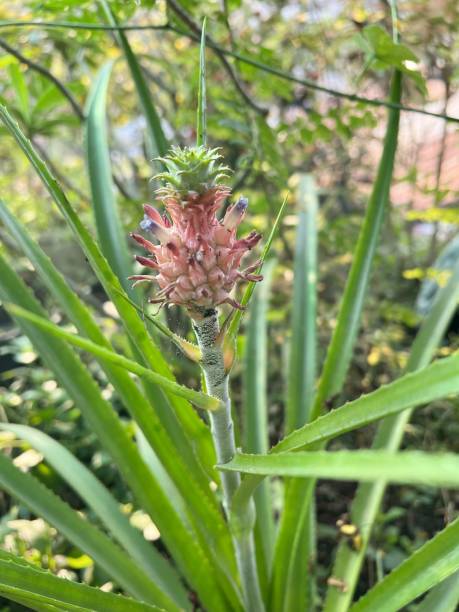 istock pineapple plant in nature garden 1396575823