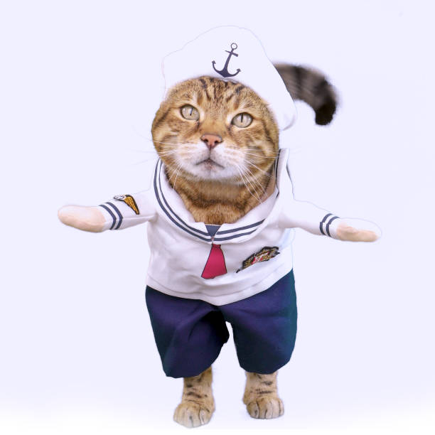 istock Funny Bengal cat dressed up in sailor costume on white background 1396577253