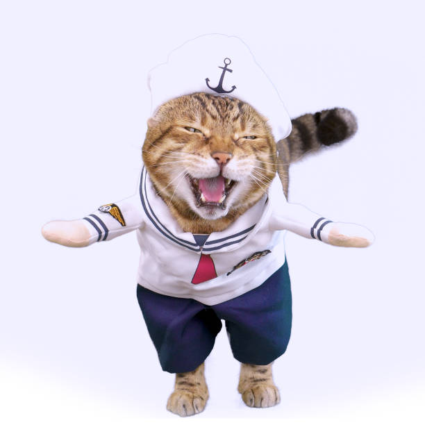 Funny Bengal cat dressed up in sailor costume on white background