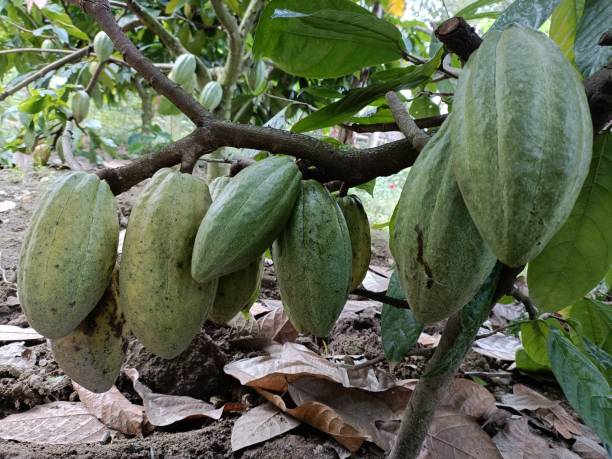istock A Group of Cacao fruit 1396577499