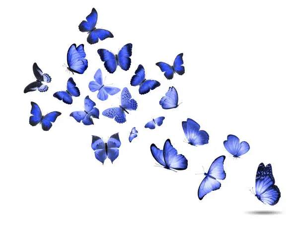 colored flying butterflies isolated on a white background. High quality photo