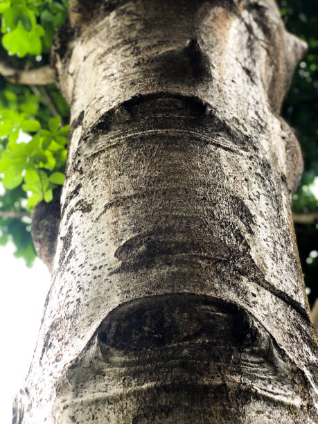 istock Close-up bottom view of the tree trunk 1396579767