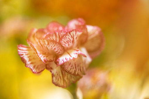 Alstroemeria flower growing on yellow background