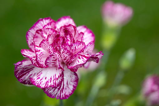 The full bloom of the Allium