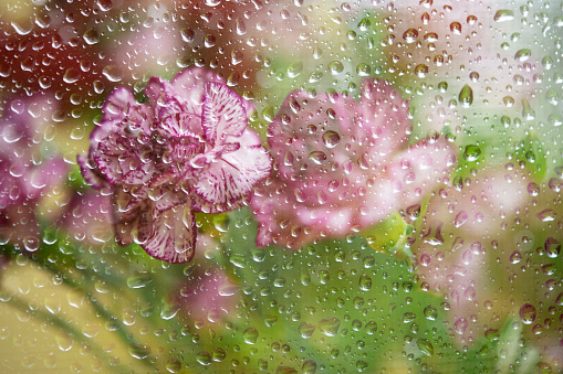 Carnation through raindrop glass
