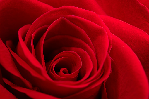 Red rose in macro