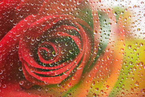 Rose through raindrop glass