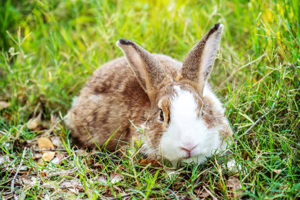 istock Lovely furry Cute bunny, rabbit in meadow beautiful spring scene, looking at something while sitting on green grass over nature background. 1396584316