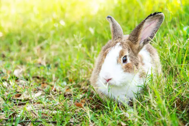 Photo of Lovely furry Cute bunny, rabbit in meadow beautiful spring scene, looking at something while sitting on green grass over nature background.