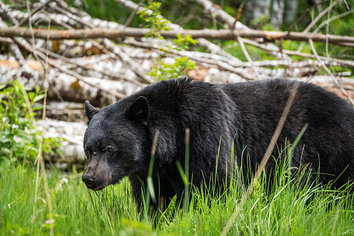 Black bear grazing and feeding on grass in Port Hardy, Vancouver Island, Canada.