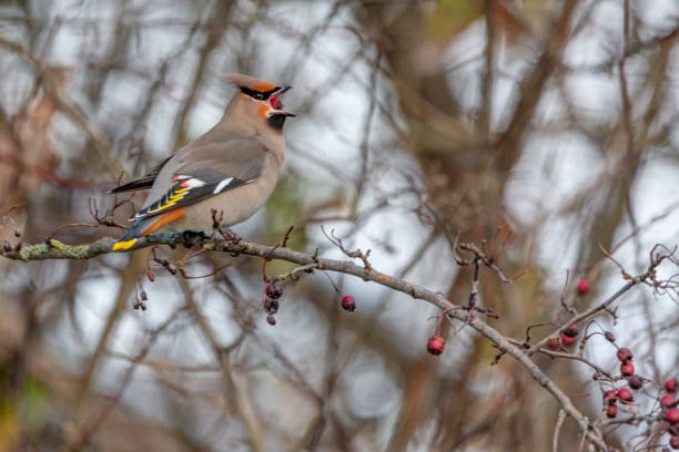 istock Bohemian Waxwing perched on a tree branch 1396585959
