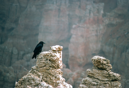 Bryce Canyon National Park - Raven on Cloudy Pinnacle - 1975. Scanned from Kodachrome 64 slide.