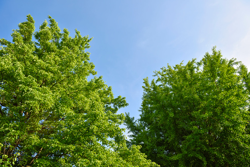 Fresh green trees. Background material for trees and blue sky.