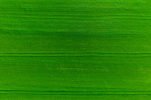 Drone view of green wheat field. Aerial view of farmland and rows of crops