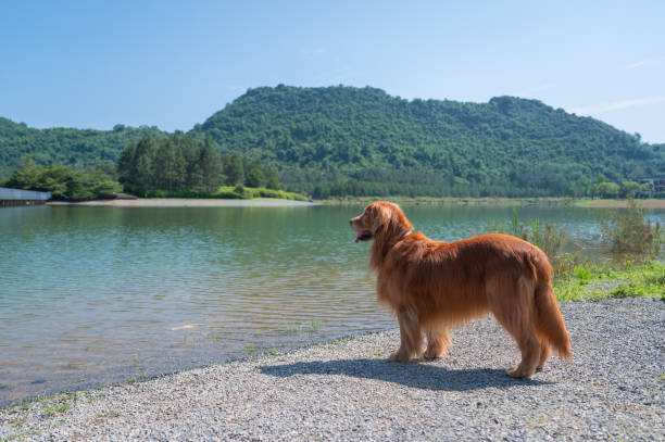Golden retrievers enjoy mountain lake, Verzasca dam, Lake Vogorno
