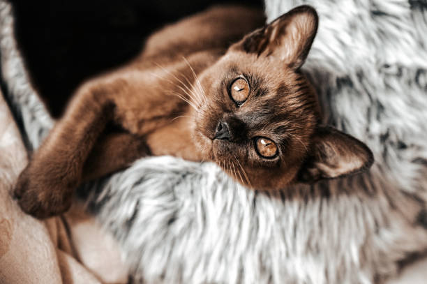 Cute Brown Burmese Kitten looking at camera Cute burmese kitten lays down in a furry igloo looking at camera, very playful. pure bred cat stock pictures, royalty-free photos & images