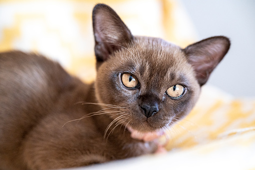 Adorable young Snowshoe cat kitten, laying down side ways. One paw hanging relaxed over edge. Looking towards camera with the typical blue eyes. Isolated on a white background.
