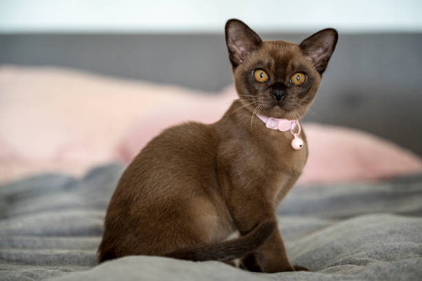 Brown Burmese kitten sitting on bed with wide eyes.