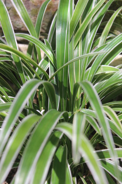 istock Close up of Carex morrowii 1396591649