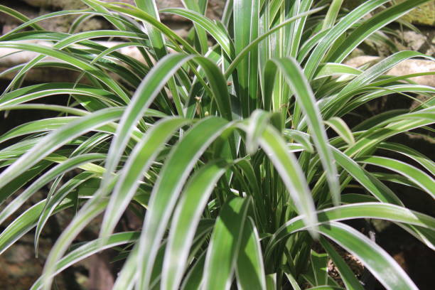istock Close up of Carex morrowii 1396591656