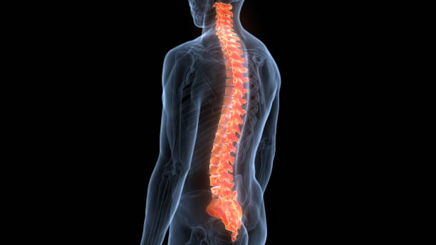 istock Spinal Cord Vertebral Column of Human Skeleton System Anatomy 1396591879