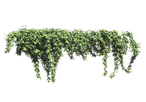istock Climbing plants creepers isolated on white background 3d illustration 1396592750
