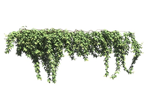 3D illustration climbing plants creepers isolated on white background