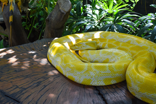 Yellow King Python Golden Yellow Python The Snake Stock Photo - Download Image Now ...