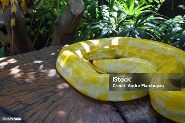 Golden Yellow Python The Snake Stock Photo - Download Image Now ...