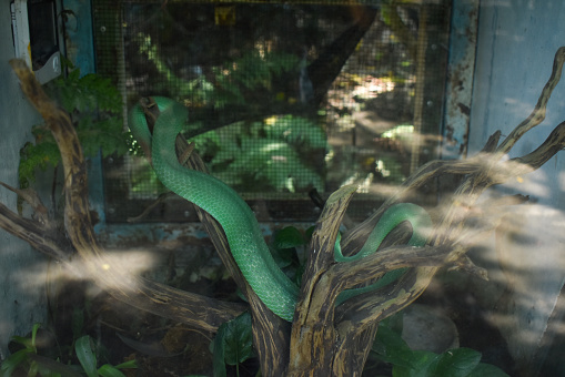 Poisonous green snake wrapped around branch