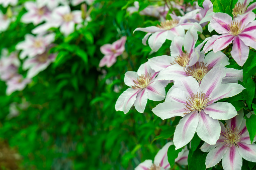 Brightly colored pink Clematis blooms with green leaves on a weathered wooden fence