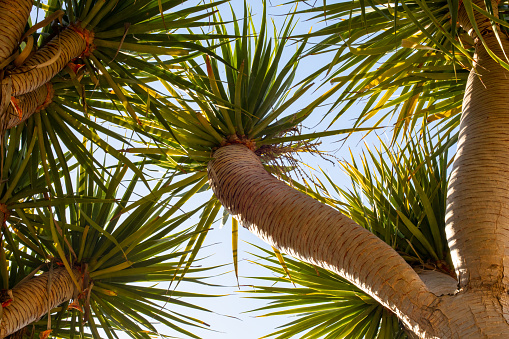 View from below of tropical Dragon tree branches with blue sky on the background