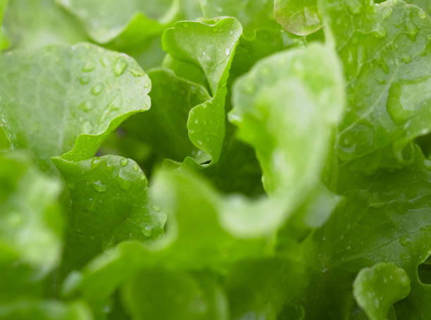 istock Green juicy fresh salad for eating. 1396595177