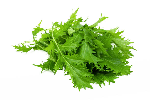 mizuna lettuce isolated japanese mustard, vegetable salad for good health on white background - japanese mustard imagens e fotografias de stock