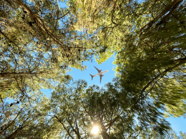istock Airplane flying above the forest, bottom view 1396596159