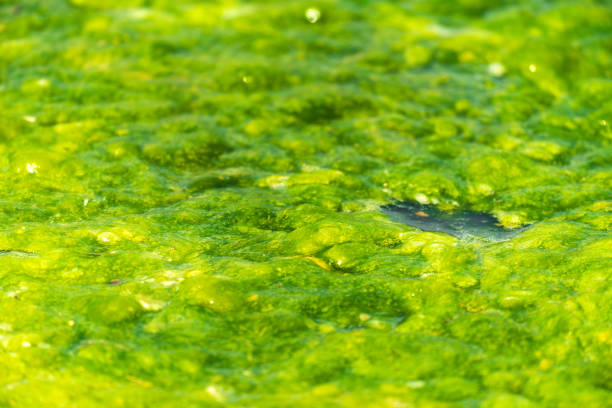 Green mud duckweed in the pond. Selective focus