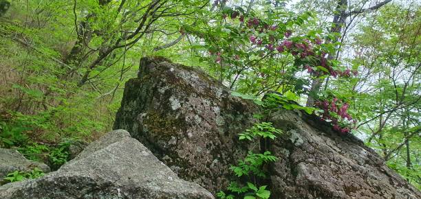 istock Mt. Jirisan, Kyungsangnamdo 1396598099
