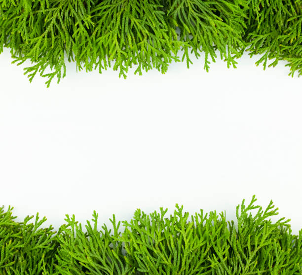 grüne zweige der immergrünen pflanze isoliert auf weißem hintergrund mit kopierraum. - growth new evergreen tree pine tree stock-fotos und bilder