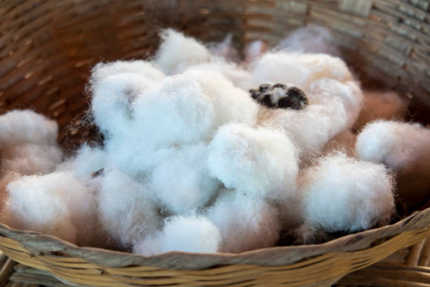 istock Closed up dry cotton flower 1396598954