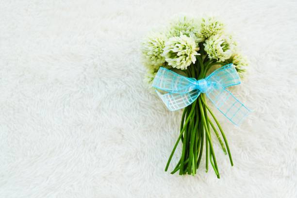 柔らかな白い布の背景に青いリボンが付いた白いクローバーの花のミニブーケ