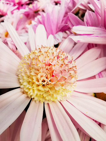 Chrysantheme (Chrysanthemum) close up blossom with bright colors