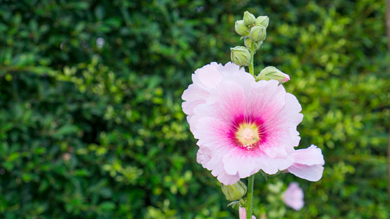 Beautiful Pink petals of Hollyhocks, known as Alcea is flowering plants in mallow family Malvaceae, on blurred green Ficus plant background