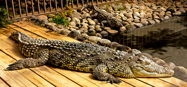 A crocodile basking in the sun.