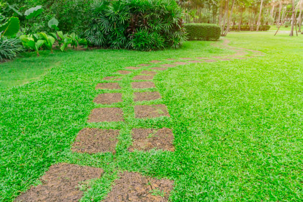 Curve pattern walkway of square Laterite steping stone on fresh green grass yard, smooth carpet lawn and lady palm and shrub on the side in the public park stock photo