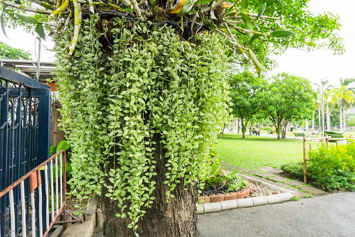 Fresh variegated creeper houseplants, White diamond known as Dischidia, climbing on brown old rough tree's trunk, in the park