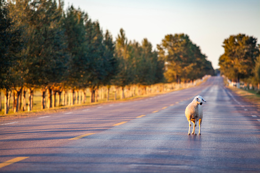 Sheep standing on the road