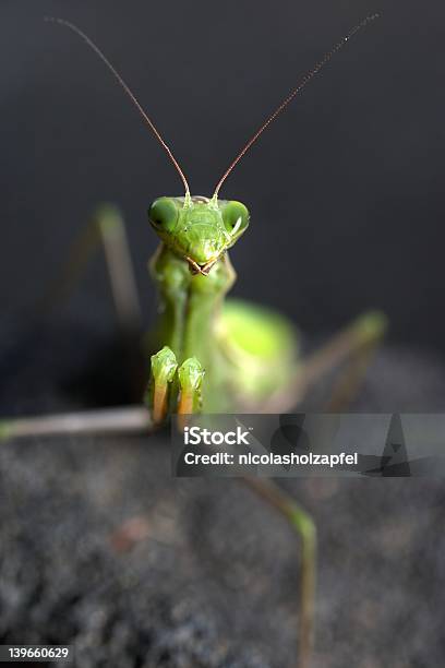 Louvaadeus De Oração - Fotografias de stock e mais imagens de Antena - Parte do corpo animal - Antena - Parte do corpo animal, Cabeça de animal, Cor verde