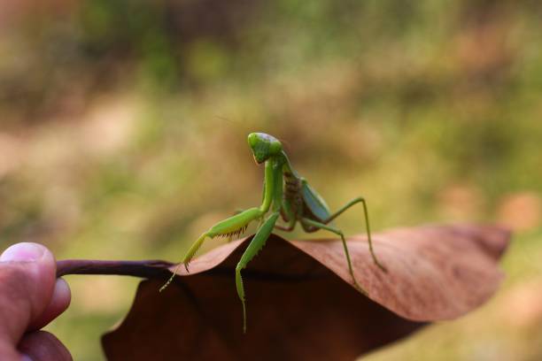 istock Hunter green mantis sitting on dry leaf for hunting on prey 1396606433